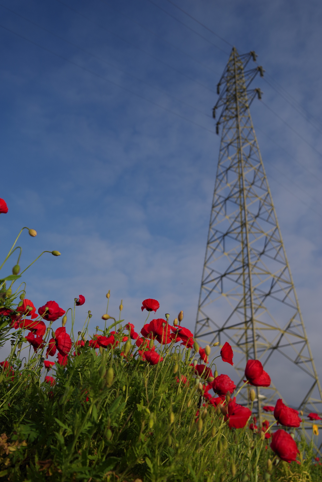 真っ赤なポピー