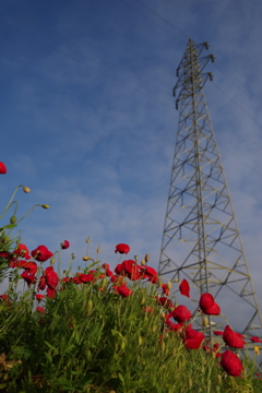 真っ赤なポピー