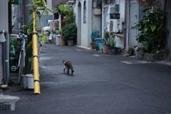 猫小路