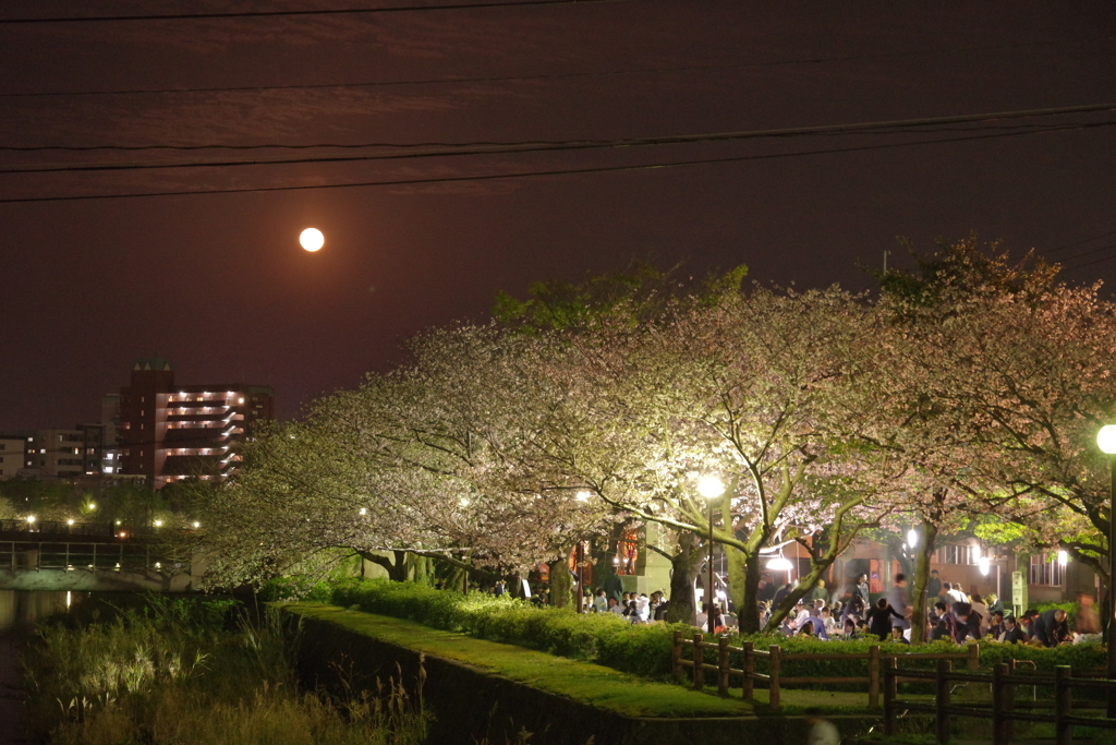 月見夜桜