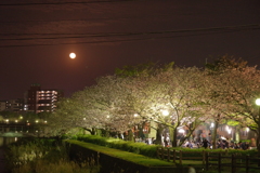 月見夜桜