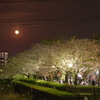 月見夜桜