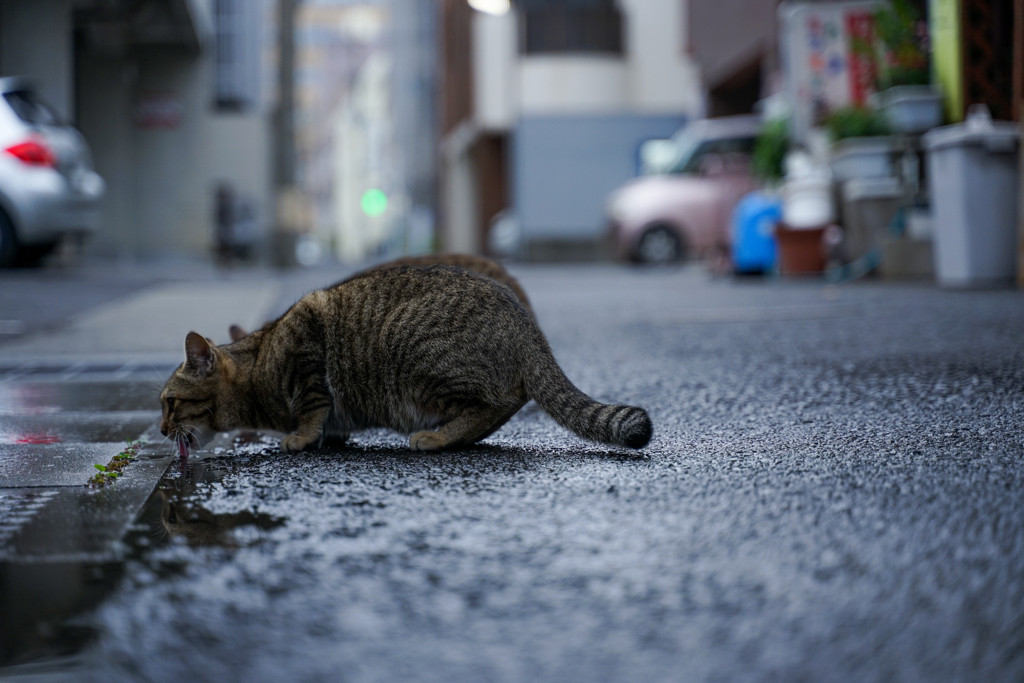 うるおす