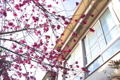 昭和の風