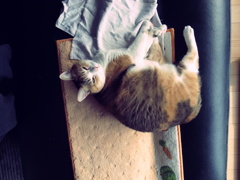 寝起きの猫