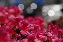 輝く6月