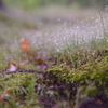 光の森