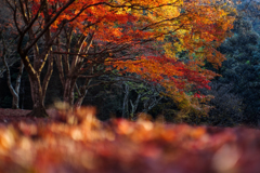 キラキラ