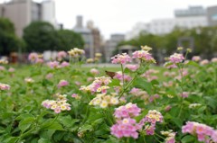 公園の花３