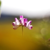 れんげ草