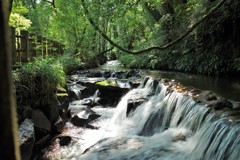 涼を求めて汗を流す２