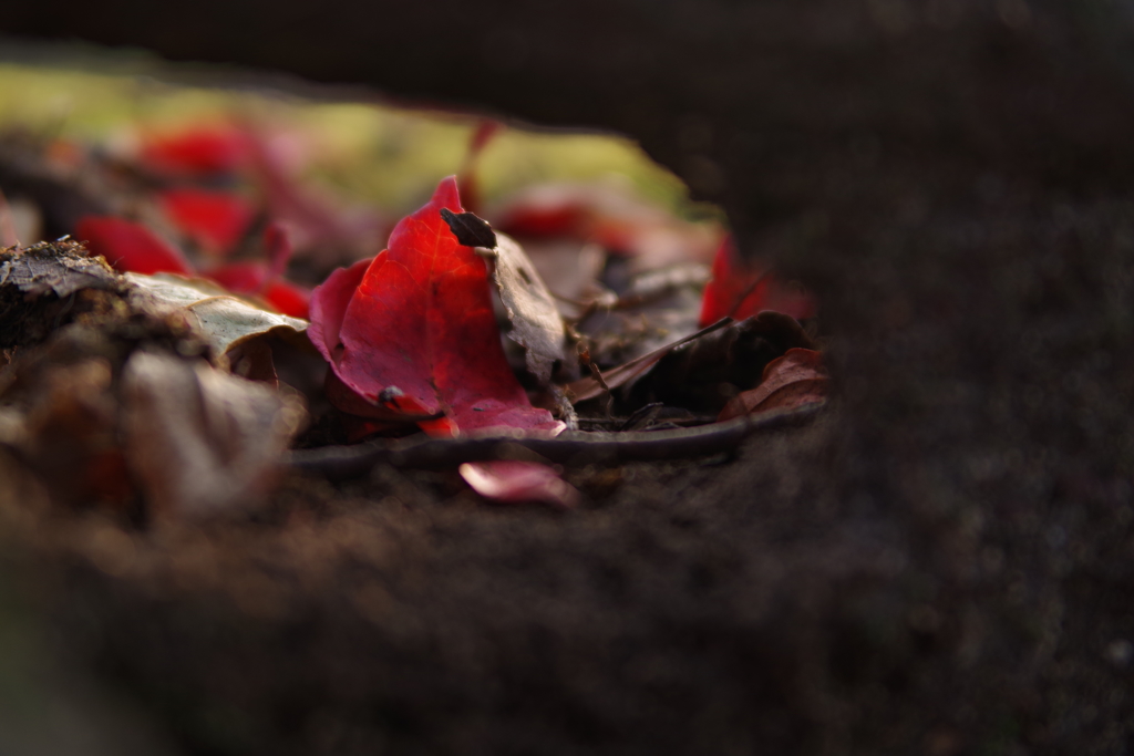 秋を覗き見る２