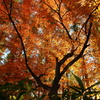 見上げて、朱