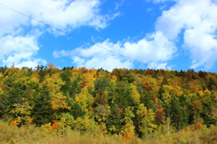 山の紅葉