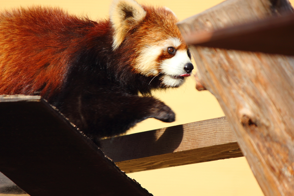 レッサーパンダ①