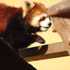 レッサーパンダ①