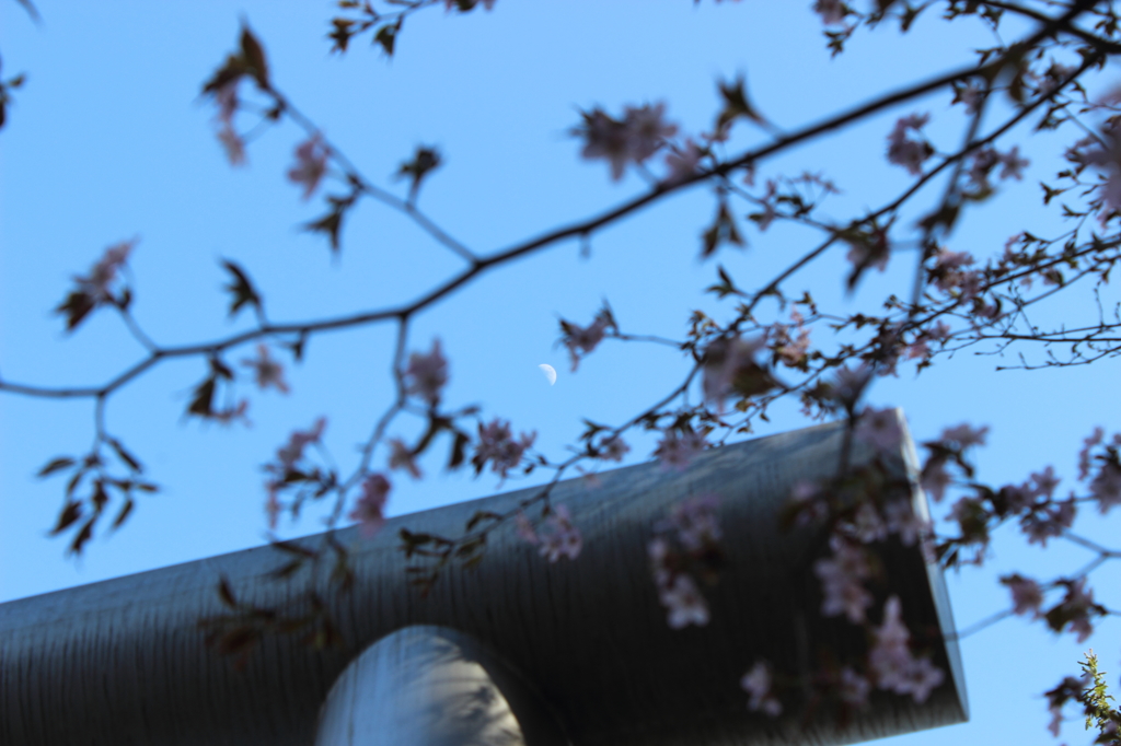 青空の月見
