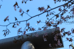 青空の月見