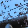 青空の月見