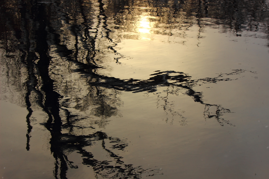 夕暮れ、水面に浮かぶ
