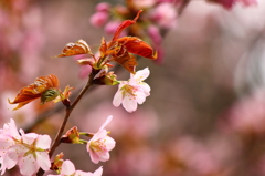 桜①