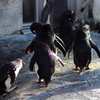 子ペンギン