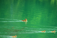 鳥たちのレース