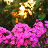 夕暮れの花③