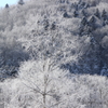 雪の樹