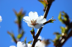桜②