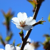 桜②