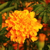 夕暮れの花①