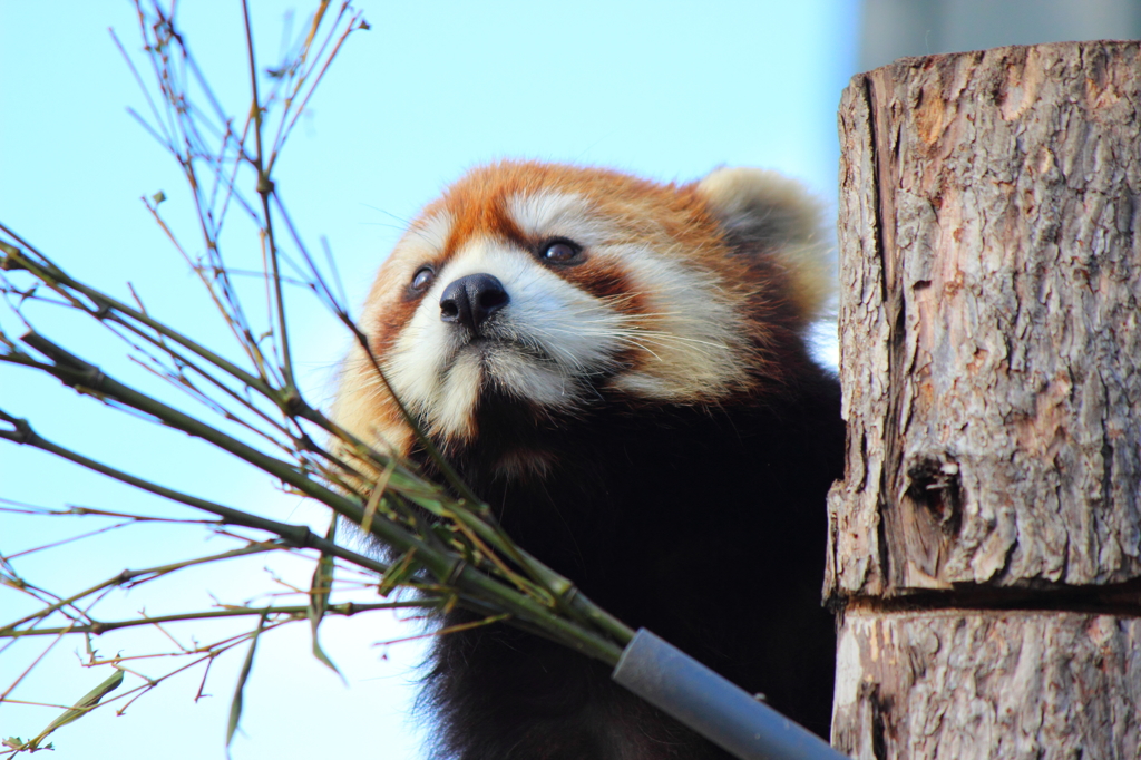 レッサーパンダ②
