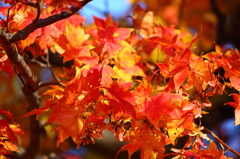 紅葉