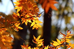 紅葉②