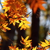 紅葉②