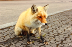 狐さん
