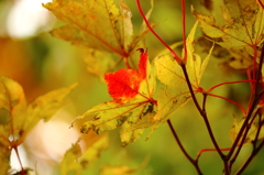 秋の色④