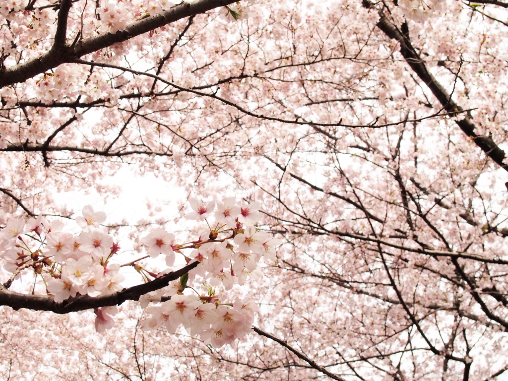 桜いっぱい