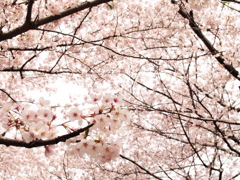 桜いっぱい