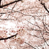 桜いっぱい