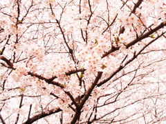 -桜-