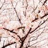 -桜-