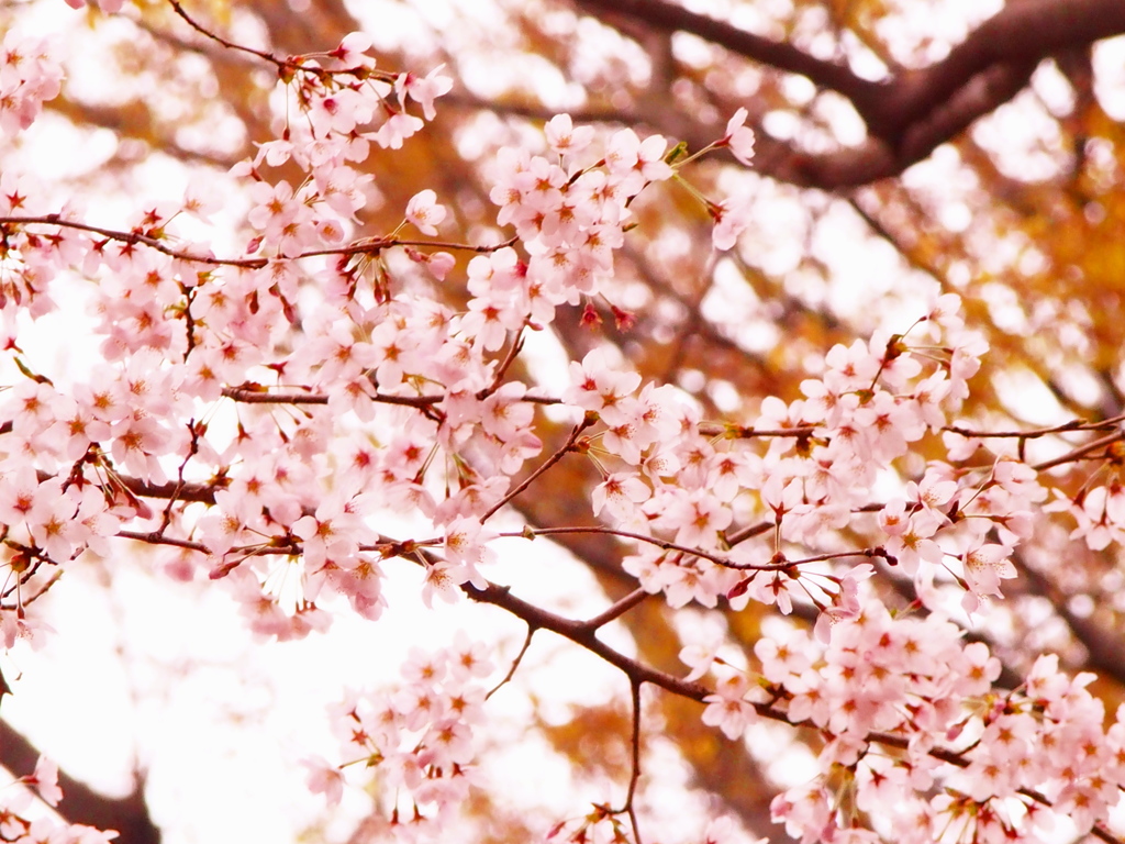 桜