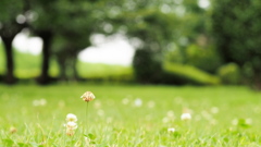 芝生の目立ちたがりや