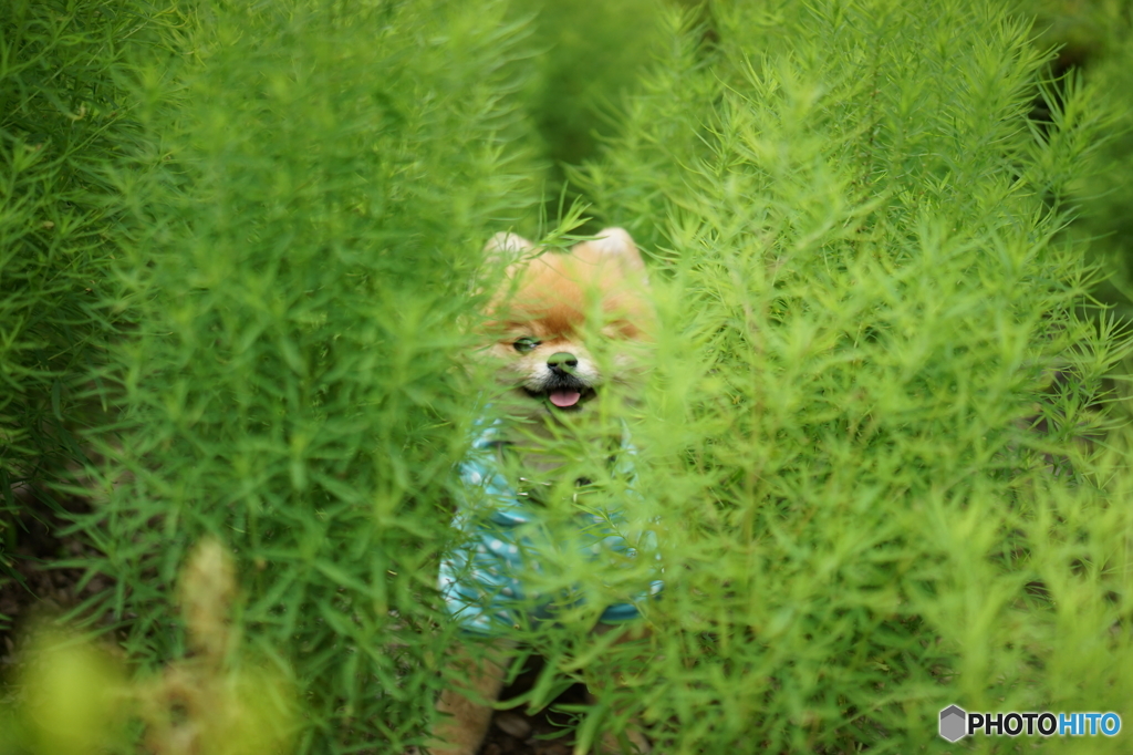 コキアの間