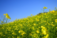 青空と菜の花