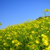 青空と菜の花