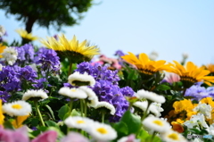 ✿Spring flower✿