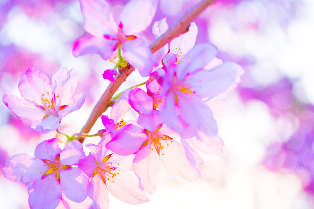 桜色の世界